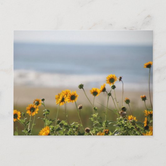 Beach Flowers op Galveston Island Briefkaart (Voorkant)