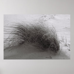 Beach Grass Poster