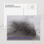 Beach Grass Rehoboth Briefkaart (Voorkant / Achterkant)