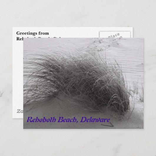 Beach Grass Rehoboth Briefkaart (Voorkant / Achterkant)