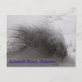 Beach Grass Rehoboth Briefkaart (Voorkant)