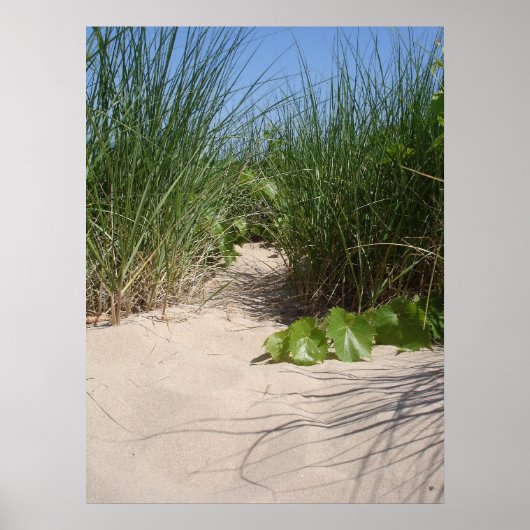 Beach Grass, Warren Dunes, MI Poster (Voorkant)