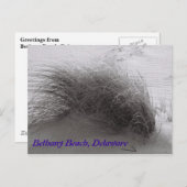 Beach Grasss Bethany Briefkaart (Voorkant / Achterkant)