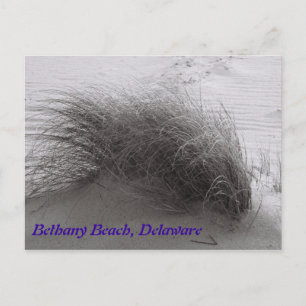 Beach Grasss Bethany Briefkaart
