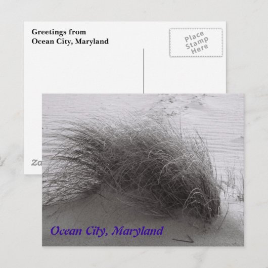 Beach Grasss Ocean City Briefkaart (Voorkant / Achterkant)