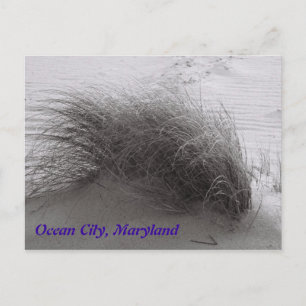 Beach Grasss Ocean City Briefkaart