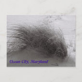 Beach Grasss Ocean City Briefkaart (Voorkant)