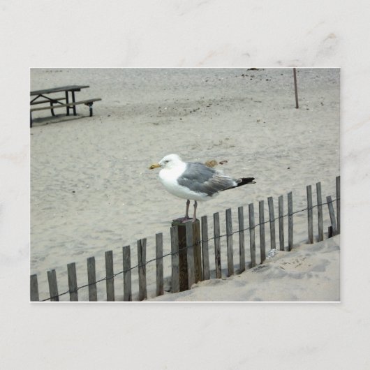 Beach Gull Briefkaart (Voorkant)