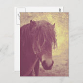 Beach Horse Briefkaart (Voorkant / Achterkant)