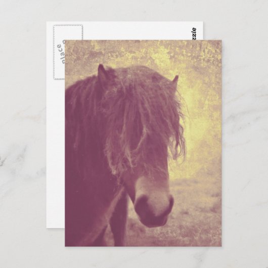 Beach Horse Briefkaart (Voorkant / Achterkant)