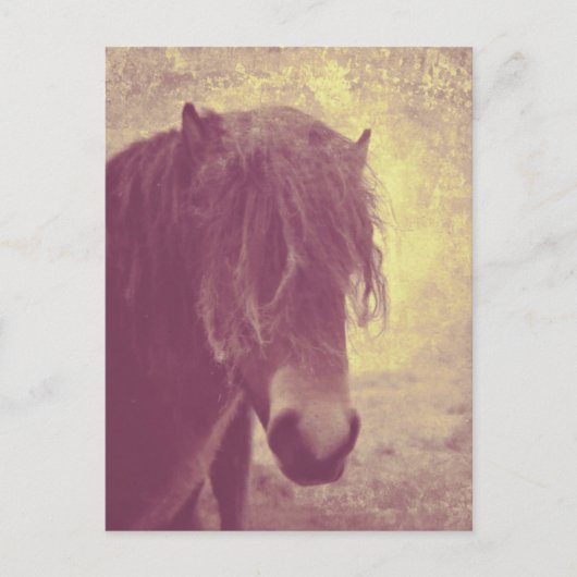 Beach Horse Briefkaart (Voorkant)