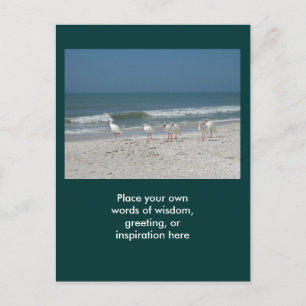 Beach Ibis Briefkaart