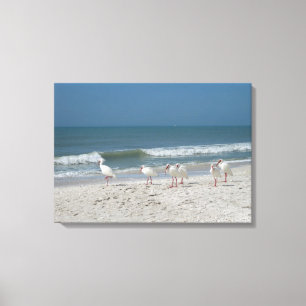 Beach Ibis Canvas Afdruk