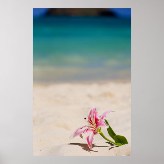 Beach Lily 24x36 art print (Voorkant)