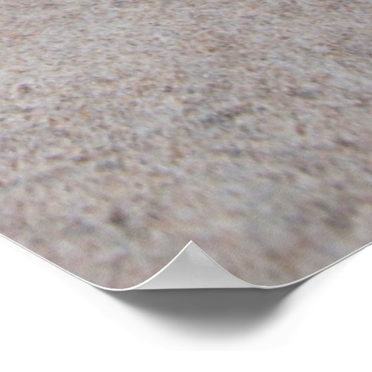 Beach Morning Glory (Ipomoea Stolonifera) Poster (Hoek)