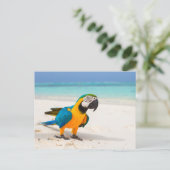 Beach Parrot Briefkaart (Staand voorkant)