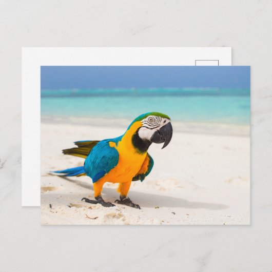 Beach Parrot Briefkaart (Voorkant / Achterkant)