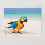Beach Parrot Briefkaart (Voorkant)