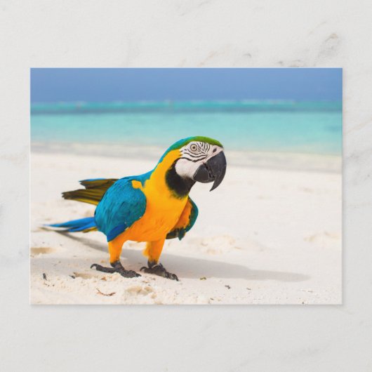 Beach Parrot Briefkaart (Voorkant)