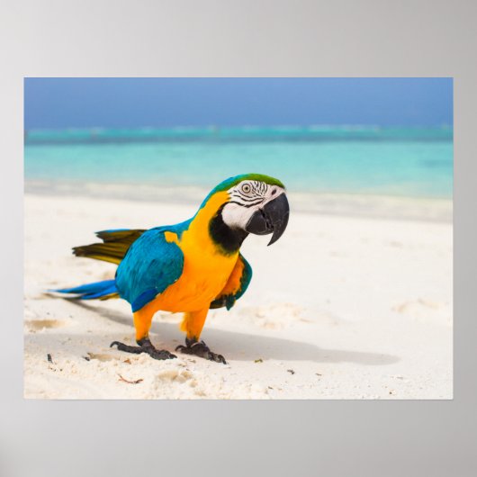 Beach Parrot Poster (Voorkant)