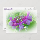 Beach Pea - Lathyrus japonicus - Wilde bloem Briefkaart (Voorkant / Achterkant)