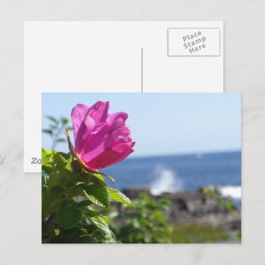 Beach Roos Briefkaart (Voorkant / Achterkant)