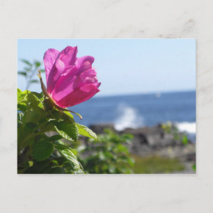 Beach Roos Briefkaart
