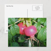 Beach Roos Hips Briefkaart (Voorkant / Achterkant)