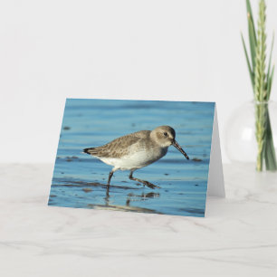 Beach Scene - Dunlin Bedankkaart