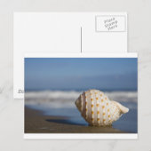 Beach Seashell Briefkaart (Voorkant / Achterkant)