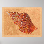  Beach Seashell Poster (Voorkant)