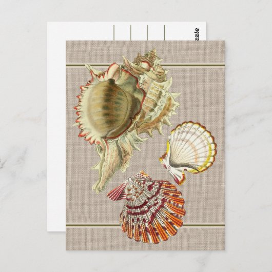 Beach Seashells Briefkaart (Voorkant / Achterkant)