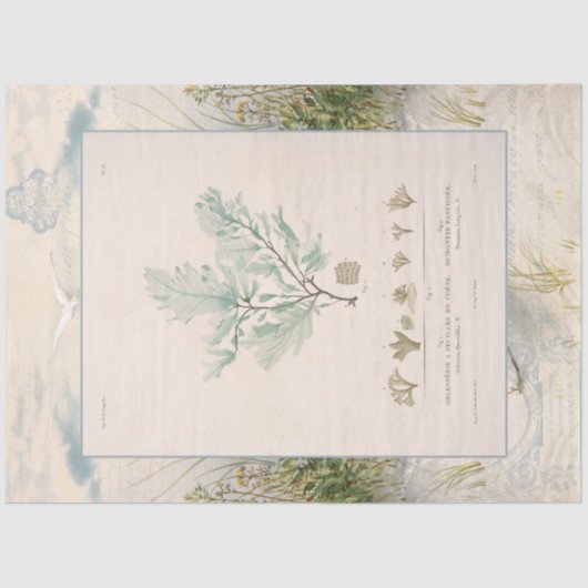 Beach Seashore Botanical Zee Weed Blue Decoupage Tissuepapier (Voorkant)