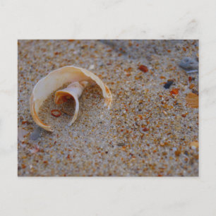 Beach Shell Briefkaart