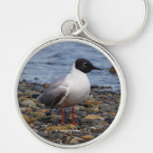 Beach: Stunning Bonaparte's Gull Seabird bij Beach Sleutelhanger (Voorkant)