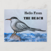 Beach Tern Seagull Hallo Briefkaart (Voorkant)