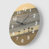 Beach Terns Seagulls Birds Ocean Numbers Grote Klok (Hoek)