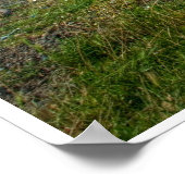 Beach Tractor Poster (Hoek)