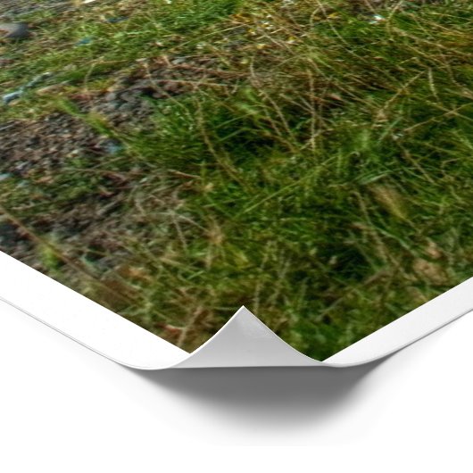 Beach Tractor Poster (Hoek)