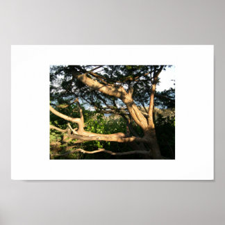 Beach Tree, Ogunstop, Maine Poster