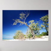 Beach Tree Poster (Voorkant)