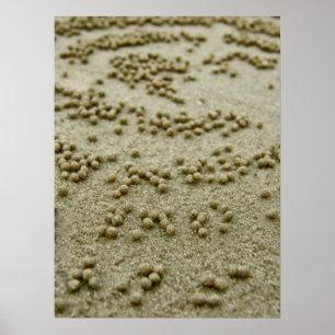 Beach Vision Print