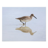 Beach Willet Foto Afdruk (Voorkant)