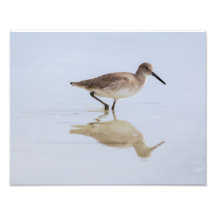 Beach Willet