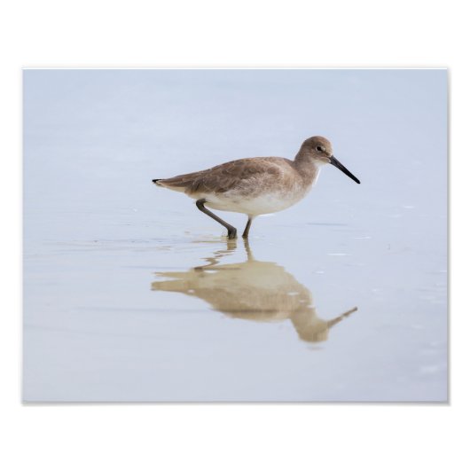 Beach Willet Foto Afdruk (Voorkant)