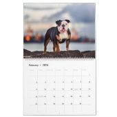 Beachbum Bulldogs en andere avonturen Kalender (Feb 2026)