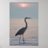 Beachcombing Heron Poster (Voorkant)