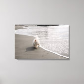 Beachcombing Westie Canvas Afdrukken (Voorkant)