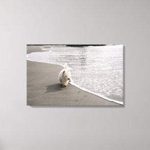 Beachcombing Westie Canvas Afdrukken