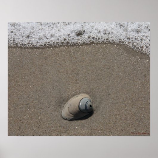 Beachy Clamshell Poster (Voorkant)